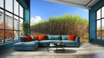 Sugar cane field in blue sky Wall mural