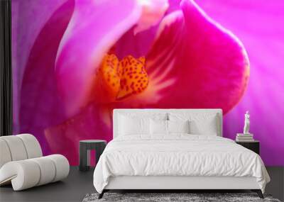 close up orchid flower wallpaper background macro flower Wall mural