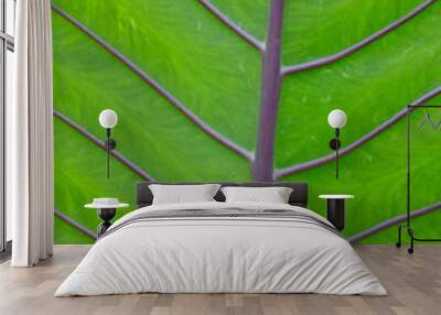 green leaf texture Wall mural