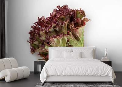 Purple lettuce isolated on white background. Wall mural