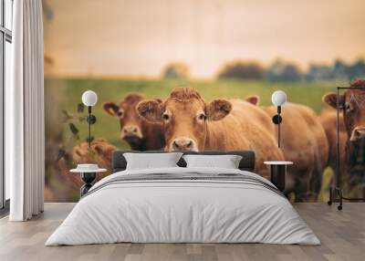 Flock  of cows in countryside view - Meat farm concept Wall mural