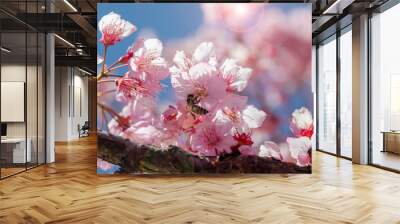 Taiwan cherry blossom season, Wuling Farm thousand cherry garden, blooming cherry blossoms, bees collecting nectar Wall mural