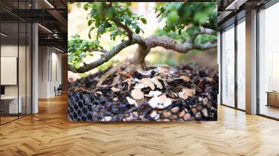 Crushed eggs shells around plants as natural garden organic fertilizer Wall mural