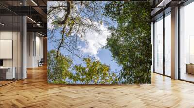 Looking up through the treetops. Beautiful natural frame of foliage against the sky. Copy space.Green leaves of a tree against the blue sky. Sun soft light through the green foliage of the tree. Wall mural