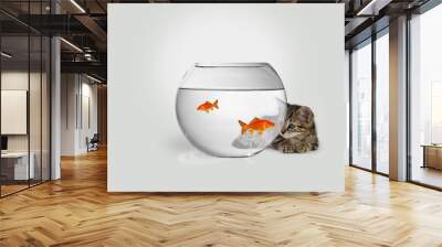 Katze schaut in ein Goldfischglas Wall mural