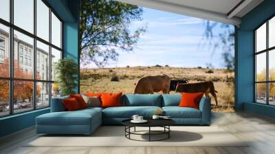 Cattle on the grass Wall mural