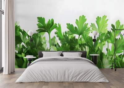 Crisp Parsley Sprigs in Natural Composition Against Pristine White Background Wall mural