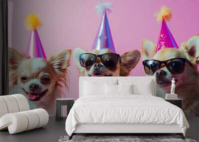 chihuahua dog wearing colorful Hat and sunglasses Isolated on pastel background Wall mural