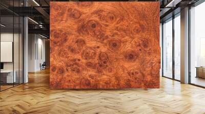 background and texture of Macro Ormosia wood Wall mural