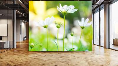 Beautiful white cosmos flowers of bipinnatus in the summer season Wall mural