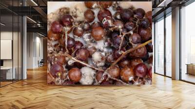 Fungus grows on purple grapes in containers. Wall mural