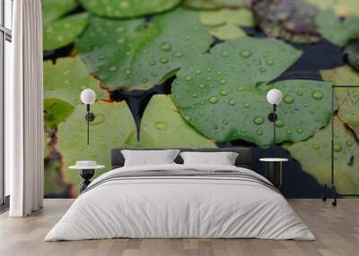 raindrops on lotus leaves. Wall mural