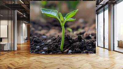 An image of young seedlings sprouting from rich, dark soil, symbolizing new life and the beginning of growth in nature. Wall mural