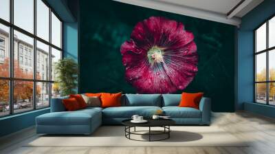 A close up of a red Common Hibiscus flower with rain drops Wall mural