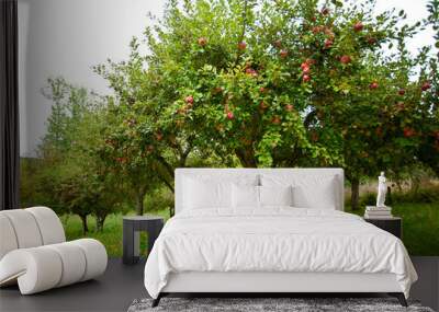 apple trees orchard Wall mural