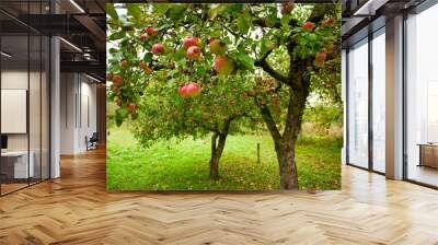 Apple trees with red apples Wall mural