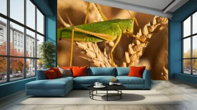 Large green locust on wheat Wall mural