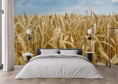 Ripe wheat closeup Wall mural