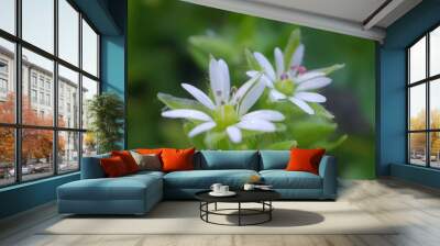 Two little fresh soft garden flowers in close-up view with white petals on a green blurred background Wall mural