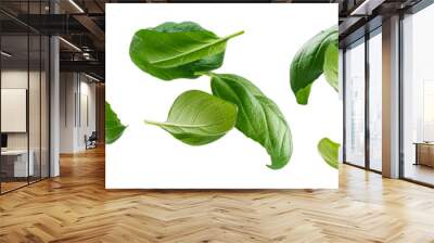 Basil leaves isolated on white background with clipping path Wall mural