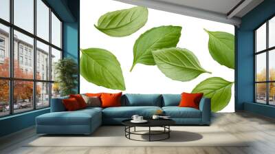 Falling basil leaves isolated Wall mural