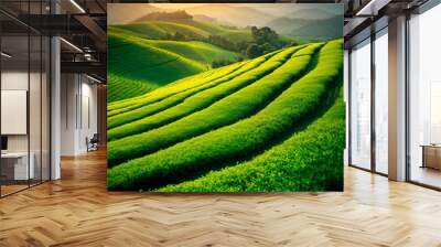 Tea plantation hills at sunset time, beautiful landscape background Wall mural