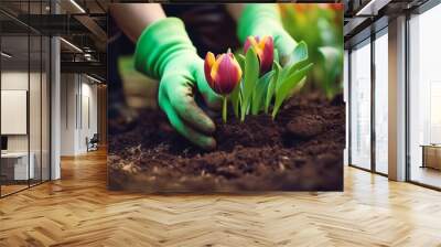 A gardener's hand in gardening gloves plants Wall mural