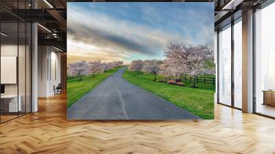 Cherry Tree Lined Drive Wall mural