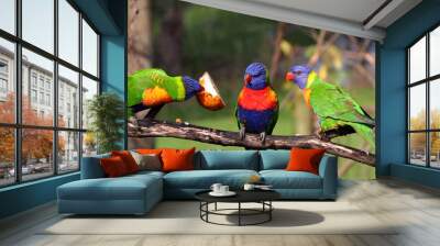 three rainbow lorikeet Wall mural