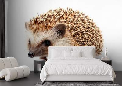 hedgehog isolated on white background Wall mural