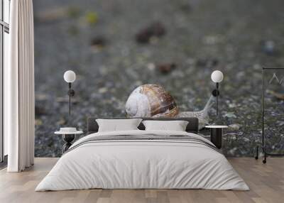 High-resolution macro photograph capturing a close-up of a snail with a beautifully patterned brown and white shell. The snail is positioned on a rough, textured surface Wall mural