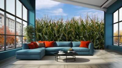 Corn field and blue sky, close up. Wall mural