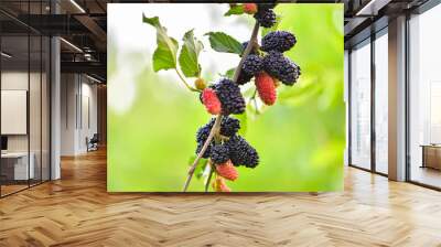 Fresh mulberry, mulberry branch on the health of the fruit with a green background, tangshan, hebei province in China. Wall mural