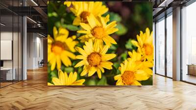 Wild chrysanthemums growing in the fields Wall mural