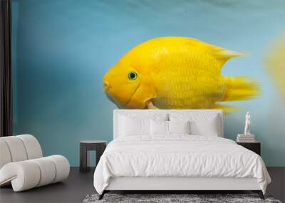 beautiful aquarium fish Amphilophus citrinellus Wall mural