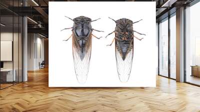 Cicada isolated on white background Wall mural