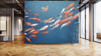 Koi carps swimming in the Pond Wall mural