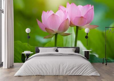 Lotus flower and Lotus flower plants Wall mural