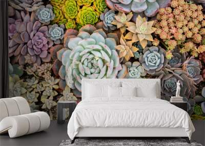 Miniature succulent plants (succulent cactus) at the garden Wall mural