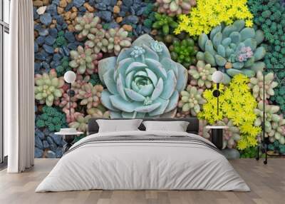 Miniature succulent plants Wall mural