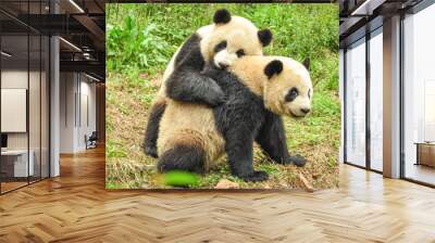 two great pandas playing together Wall mural