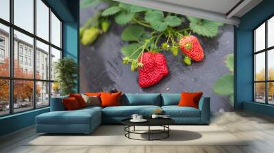 fresh strawberry in the farm Wall mural