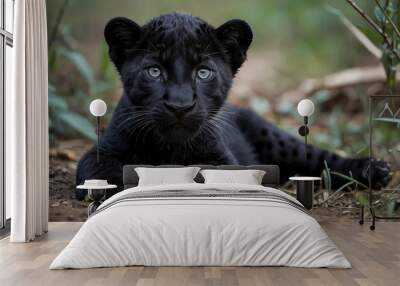 A close-up of a panther cub lying on the ground, front legs crossed, and intently observing the camera.  Wall mural