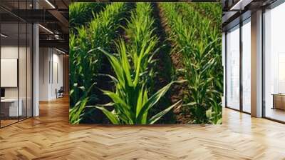 Vibrant green cornfield set against a backdrop of blue sky Wall mural