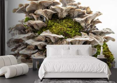 Maitake Mushroom Isolated on a white background  Wall mural