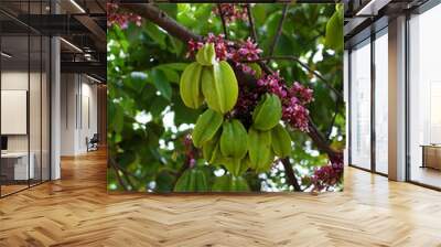 a starfruit tree branch laden with green fruits, pink and purple Wall mural