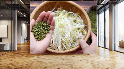 Woman hand with homemade bean sprouts, germinate of green beans Wall mural