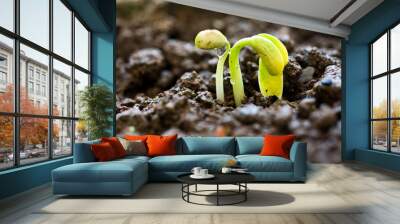 small plant of bean Wall mural