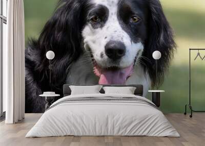 Portrait of a border collie and setter mix Wall mural