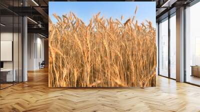 Wheat spikes in a field under a blue sky Wall mural